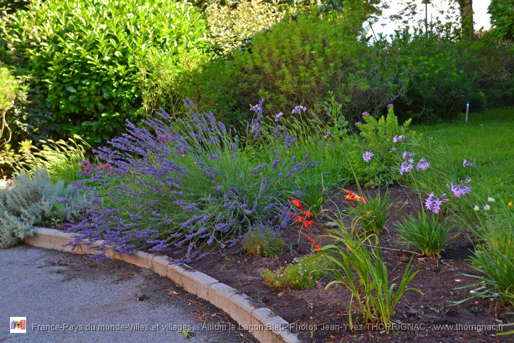 DSC0011.JPG - Flore du Lagon Bleu - 23 juin 2015
