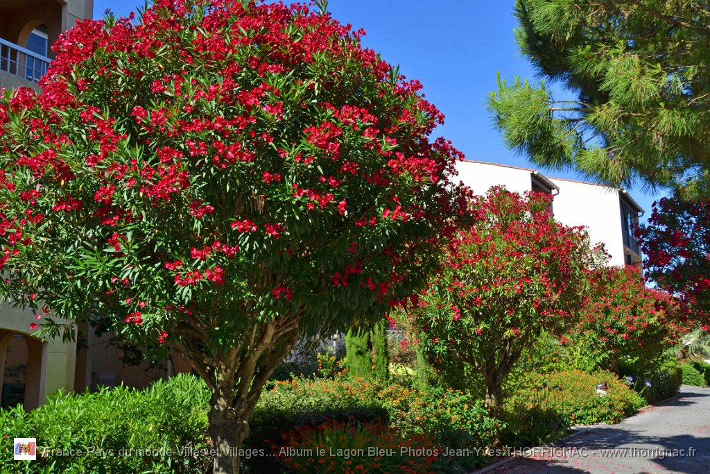 DSC0018.JPG - Allée de lauriers roses - 23 juin 2015