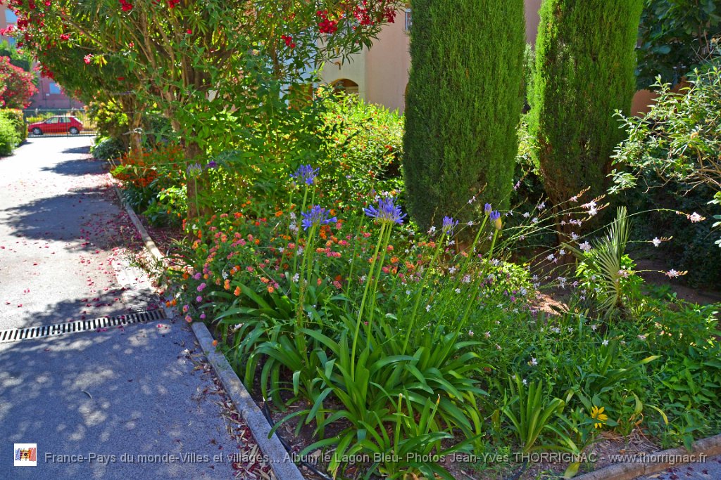 DSC0022.JPG - Flore du Lagon Bleu - 23 juin 2015