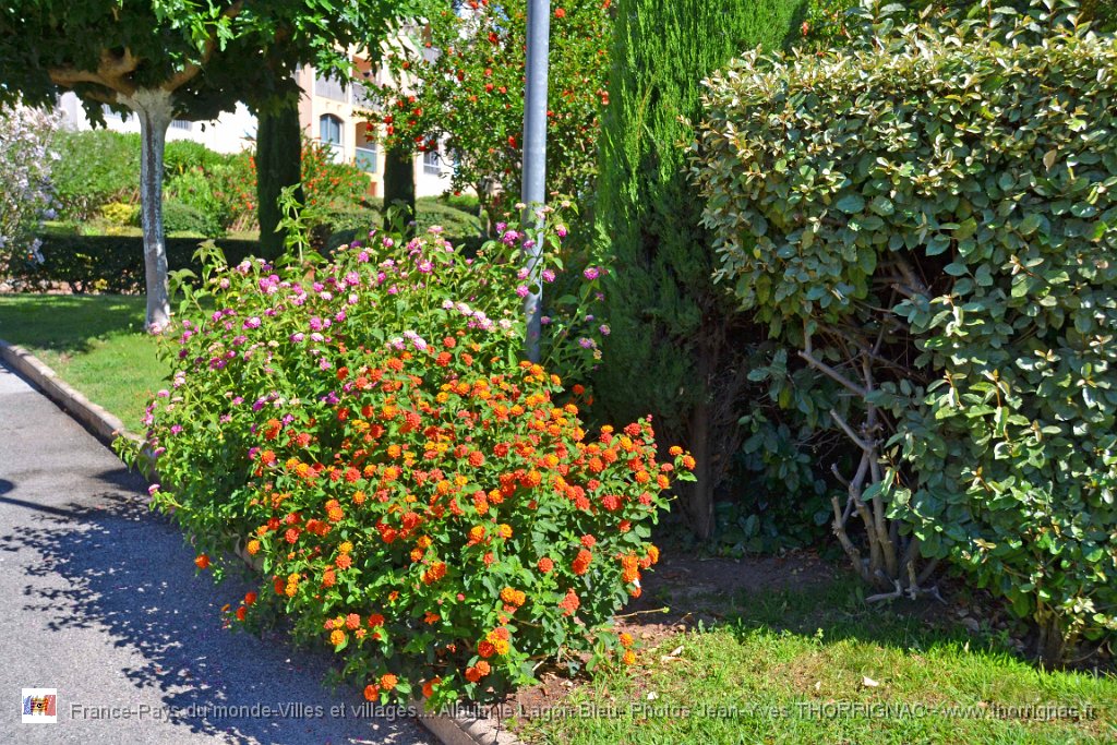 DSC0089.JPG - Flore du Lagon Bleu - 23 juin 2015