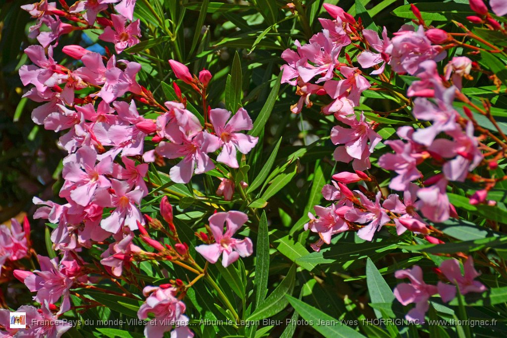 DSC0127.JPG - Flore du Lagon Bleu - 23 juin 2015