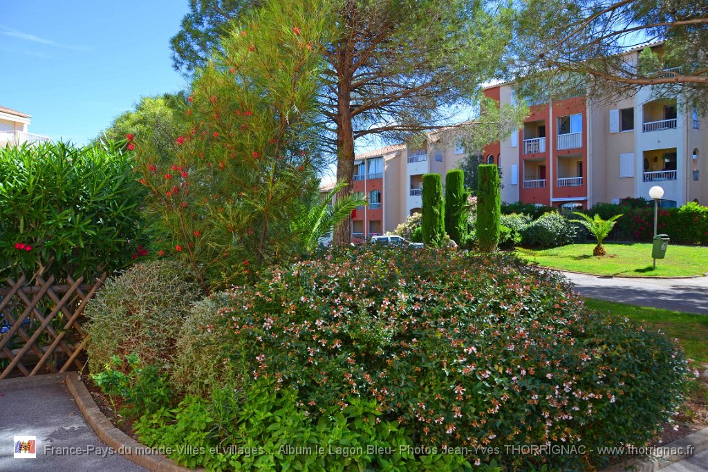 DSC0130.JPG - Flore du Lagon Bleu  devant l'entrée du bâtiment les Maldives - 23 juin 2015