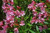 DSC0127