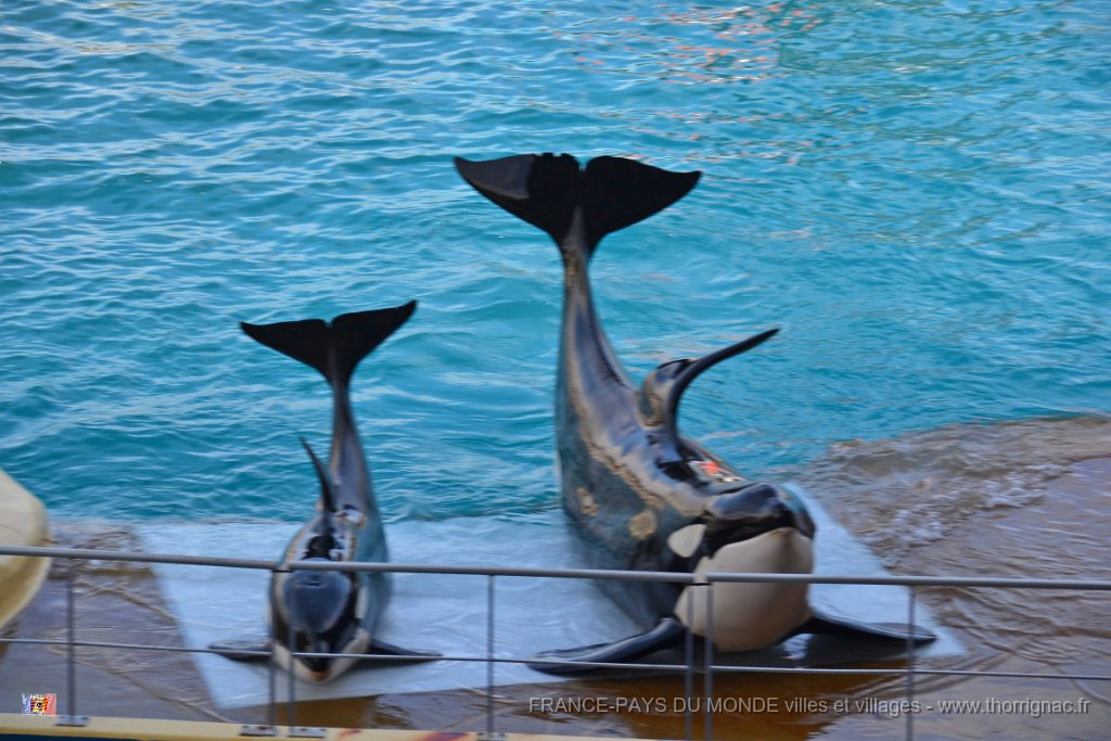 Marineland aout 2014 103.JPG - Marineland - Parc d'attractions aquatiques - Antibes - Août 2014