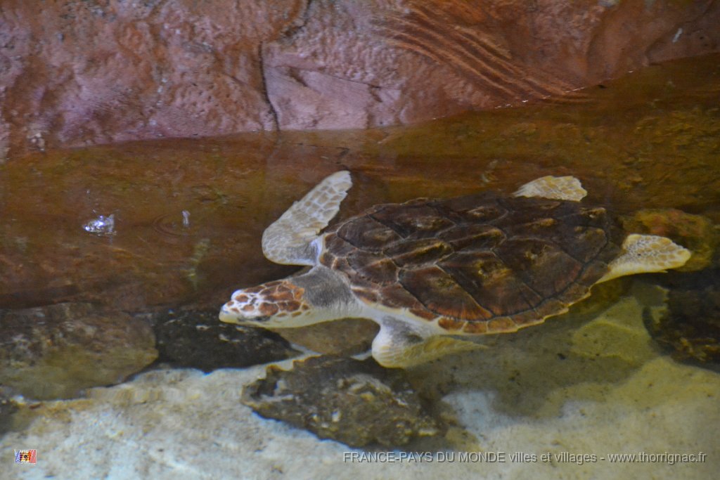 Marineland aout 2014 107.JPG - Marineland - Parc d'attractions aquatiques - Antibes - Août 2014