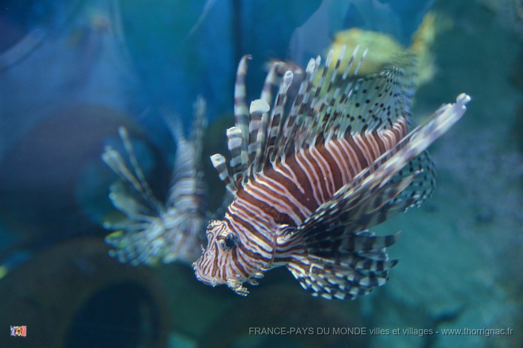 Marineland aout 2014 109.JPG - Marineland - Parc d'attractions aquatiques - Antibes - Août 2014