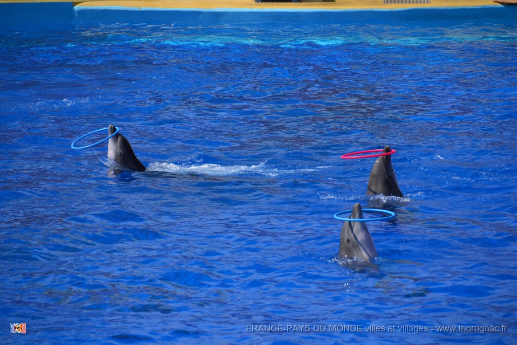 Marineland aout 2014 35.JPG - Marineland - Parc d'attractions aquatiques - Antibes - Août 2014
