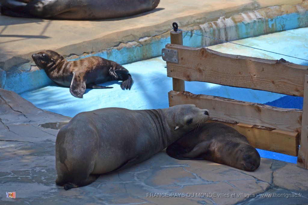 Marineland aout 2014 54.JPG - Marineland - Parc d'attractions aquatiques - Antibes - Août 2014