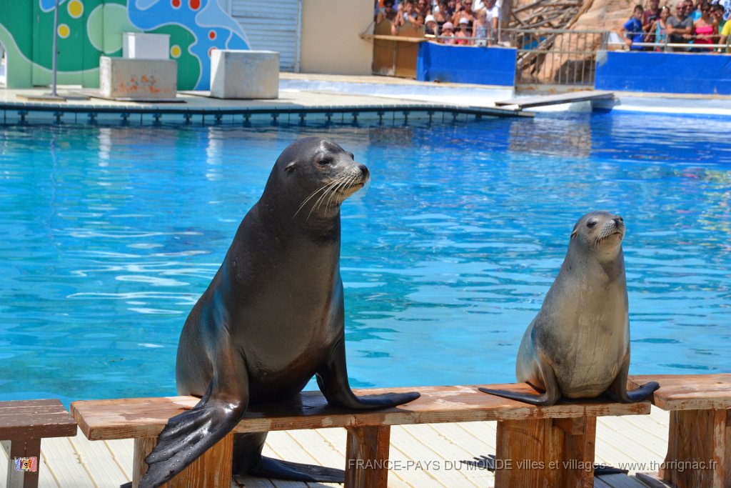 Marineland aout 2014 60.JPG - Marineland - Parc d'attractions aquatiques - Antibes - Août 2014
