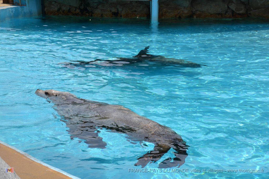 Marineland aout 2014 72.JPG - Marineland - Parc d'attractions aquatiques - Antibes - Août 2014