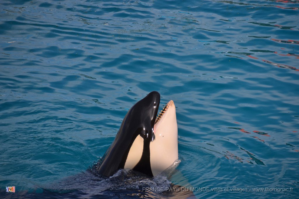 Marineland aout 2014 88.JPG - Marineland - Parc d'attractions aquatiques - Antibes - Août 2014