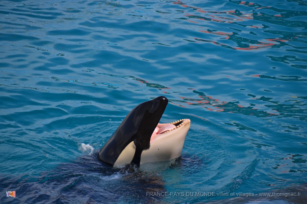 Marineland aout 2014 89.JPG - Marineland - Parc d'attractions aquatiques - Antibes - Août 2014