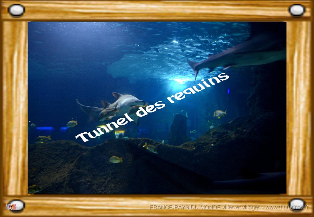 Tunnel des requins.jpg - Marineland - Parc d'attractions aquatiques - Antibes - Août 2014