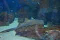 Marineland aout 2014 1