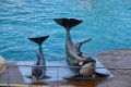 Marineland aout 2014 103