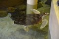 Marineland aout 2014 106