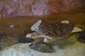 Marineland aout 2014 107
