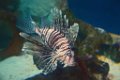 Marineland aout 2014 110