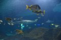 Marineland aout 2014 114