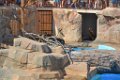 Marineland aout 2014 16