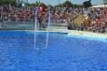 Marineland aout 2014 19