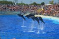 Marineland aout 2014 23
