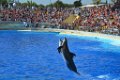 Marineland aout 2014 31