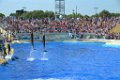 Marineland aout 2014 32