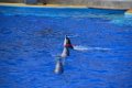 Marineland aout 2014 33