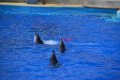 Marineland aout 2014 34
