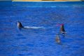 Marineland aout 2014 35