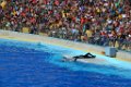 Marineland aout 2014 38