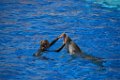 Marineland aout 2014 39