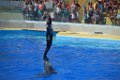 Marineland aout 2014 41