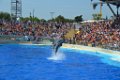 Marineland aout 2014 47