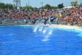 Marineland aout 2014 48