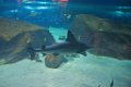 Marineland aout 2014 5