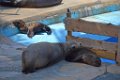 Marineland aout 2014 54