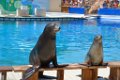 Marineland aout 2014 60