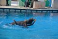 Marineland aout 2014 65