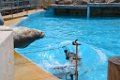 Marineland aout 2014 71