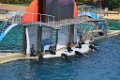 Marineland aout 2014 81