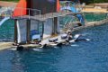 Marineland aout 2014 82