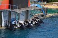 Marineland aout 2014 83