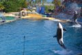 Marineland aout 2014 84