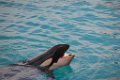 Marineland aout 2014 87