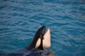 Marineland aout 2014 88