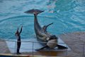 Marineland aout 2014 91