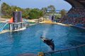 Marineland aout 2014 94