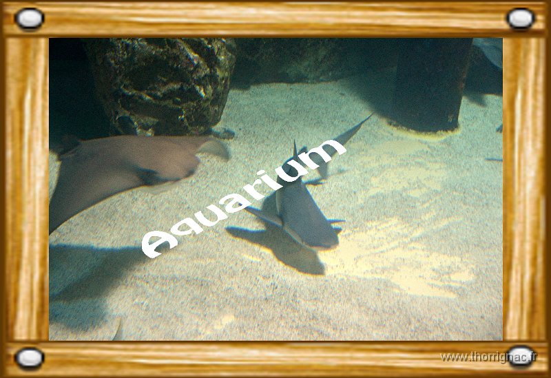 Aquarium.jpg - Marineland - Parc d'attractions aquatiques - Antibes - Août 2014